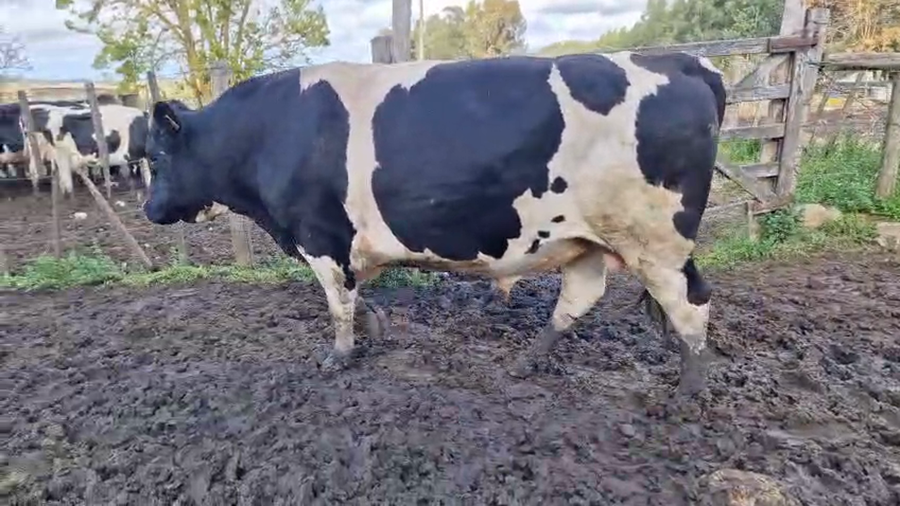 Lote Toros a remate en Pantalla Camy 750kg - , San José