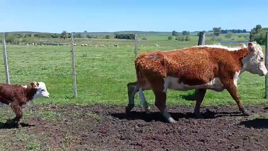 Lote 26 Piezas de cría a remate en Pantalla Camy 330kg - , San José