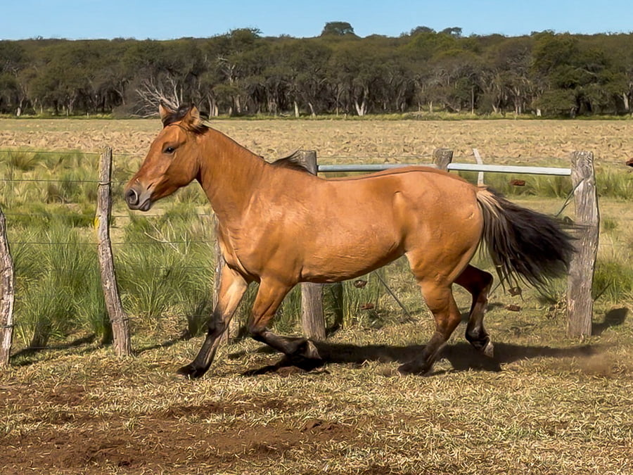 Lote Las Amalias Hoguera