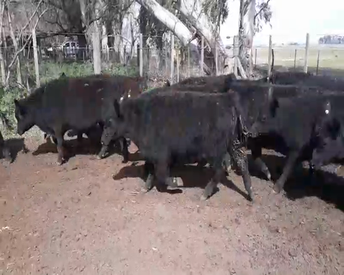 Lote 50 Novillitos en Coronel Suarez, Buenos Aires