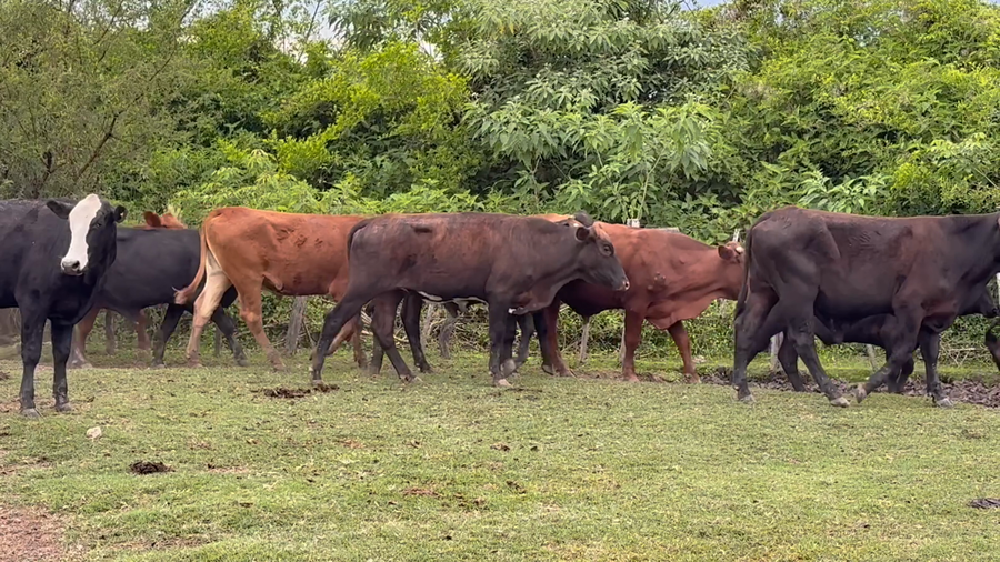 Lote 10 Novillitos en Corrientes, San Luis del Palmar