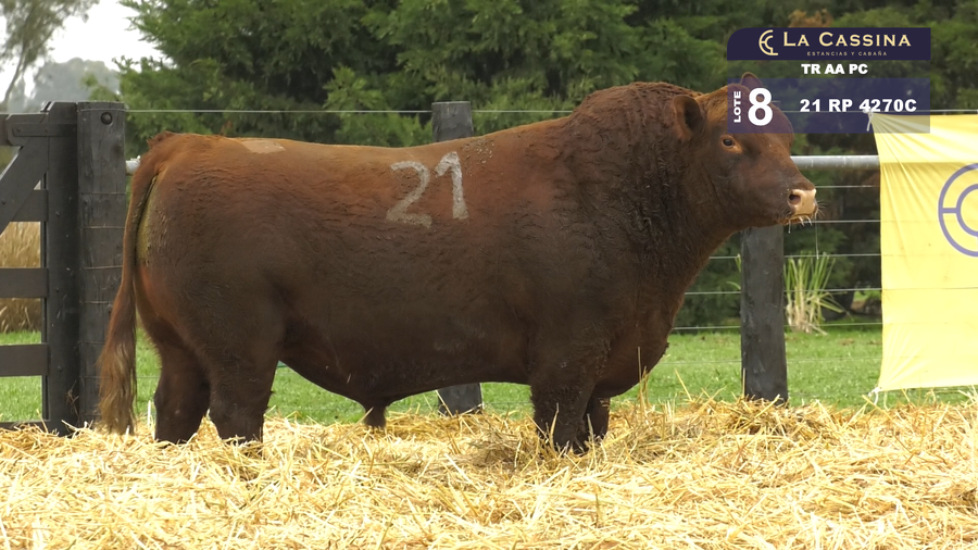 Lote TOROS ANGUS PURO CONTROLADO