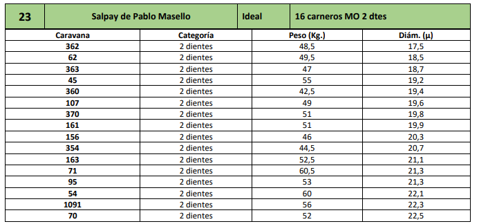 Lote 16 carneros MO 2 dtes