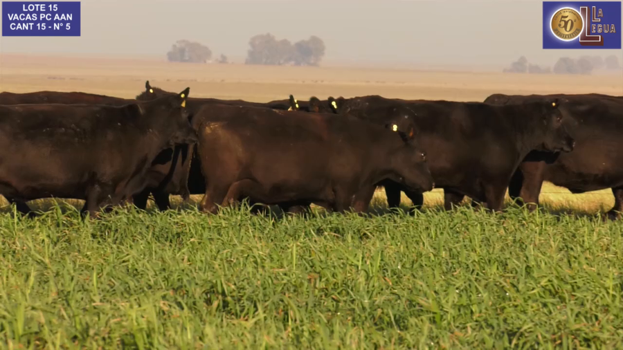 Lote VACAS  ANGUS NEGRAS   P. CONTROLADAS C/ GTIA DE PREÑEZ