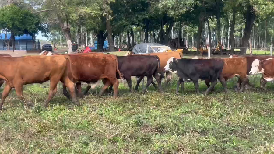 Lote 100 Terneros