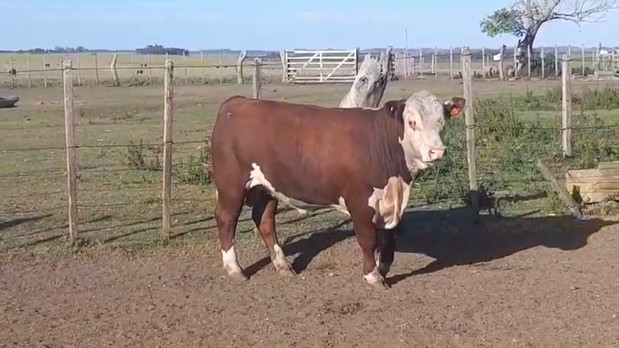 Lote TORO PI - RP 06