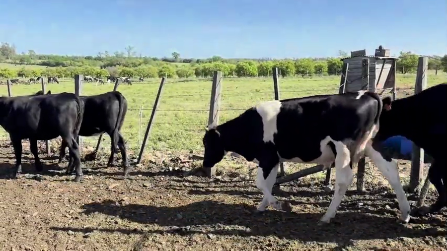 Lote TERNEROS Y TERNERAS HOLANDO
