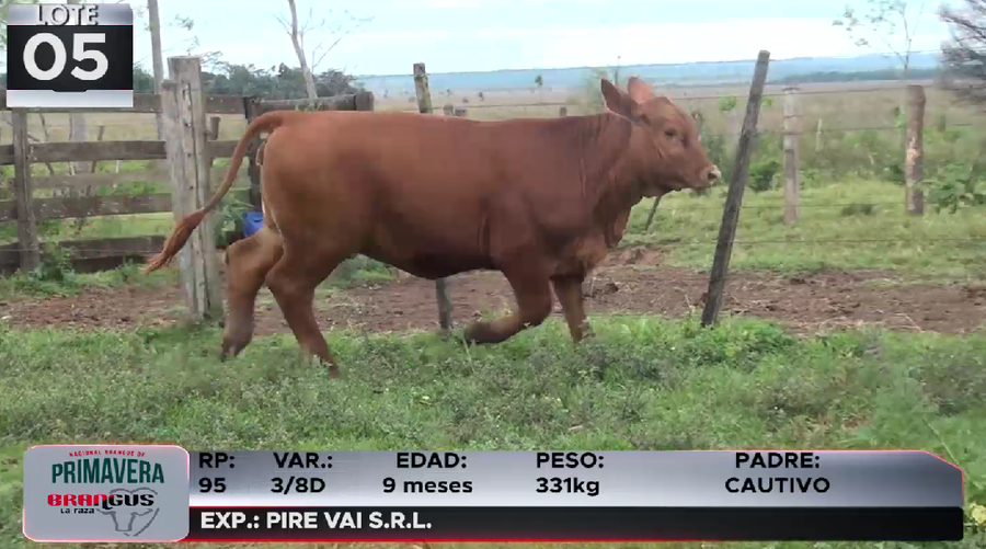 Lote LOTE 5