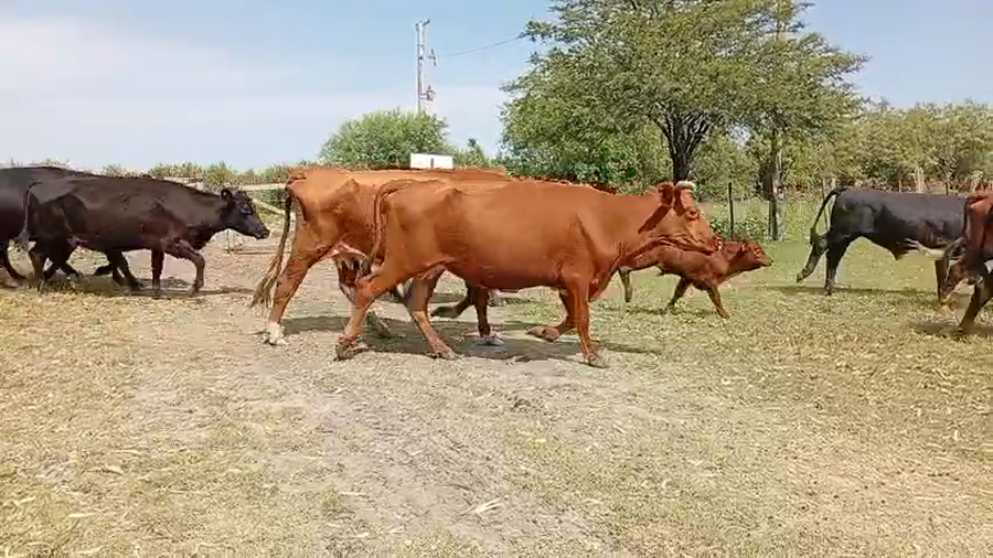 Lote 140 Vacas con Cría  en Entre Ríos, San José de Feliciano