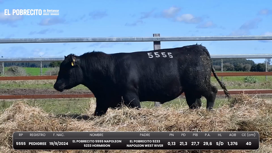 Lote Toros Angus