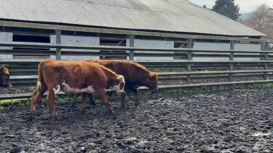 Lote 16 Ternero en Curacautín, IX Región Araucanía
