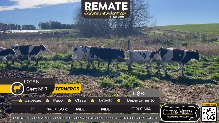 Lote 28 Terneros en Platero, Colonia