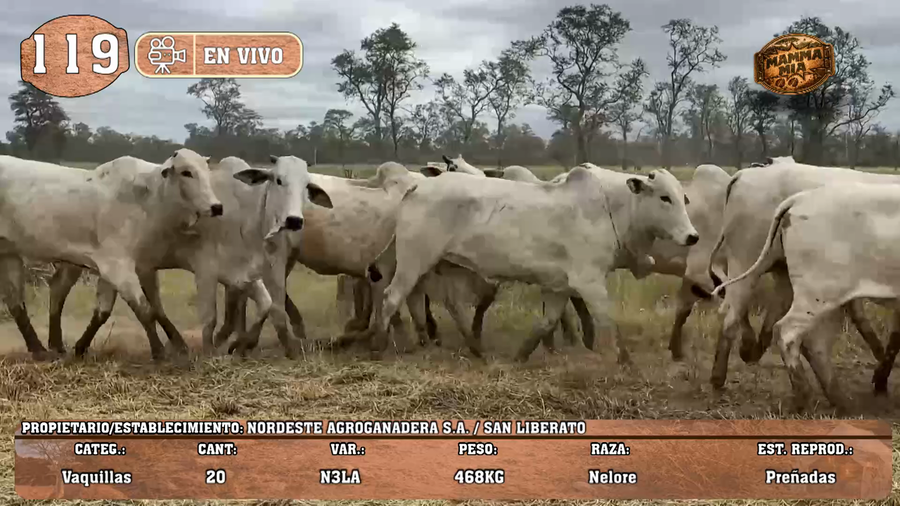 Lote LOTE 119 -EN VIVO