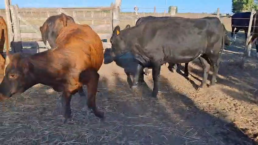 Lote Vaquillonas cruza