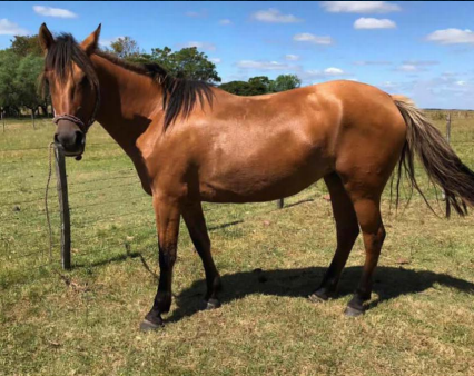 Lote GLICINA DEL CUARO