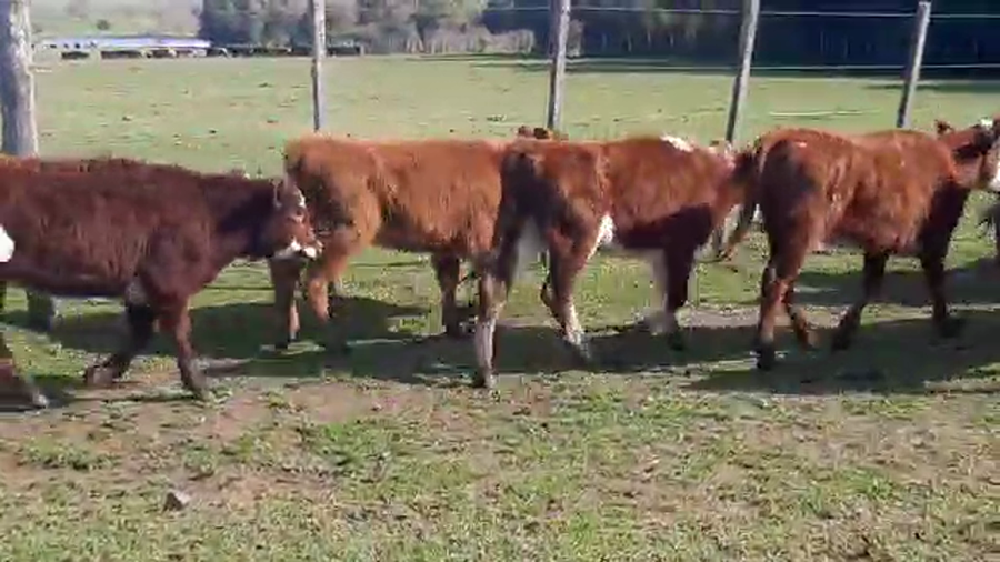 Lote 11 Terneros HEREFORD Y CRUZAS a remate en PANTALLA CAMY 160kg - , San José