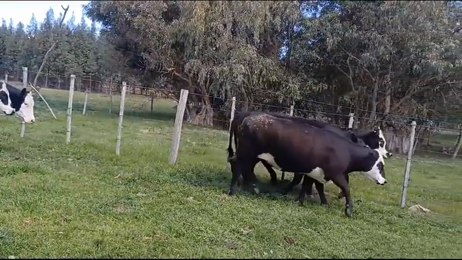 Lote 6 Vaquillonas/Vacas Gordas ANGUS - ANGUS/ HEREFORD a remate en #37 Pantalla Carmelo 390kg -  en MONZON