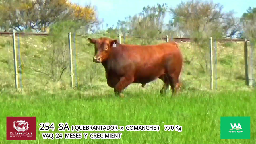 Lote Toros a remate en Angus el Rebenque  en Asociación Rural de Florida