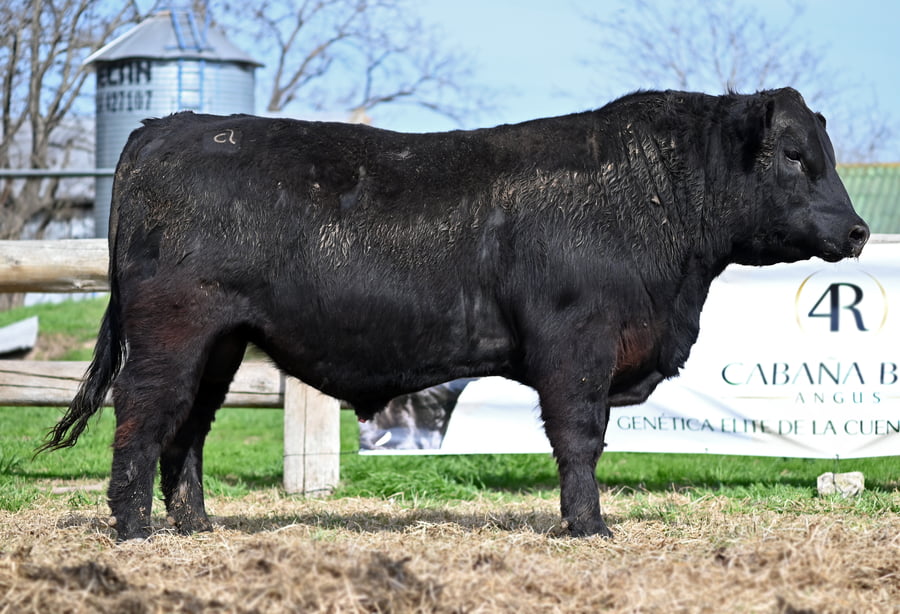 Lote TOROS PUROS CONTROLADOS