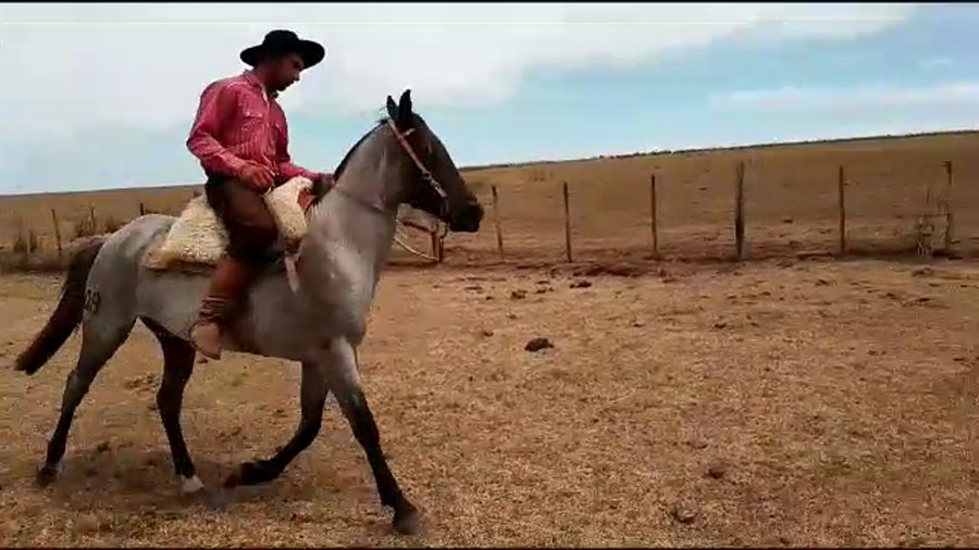 Lote Banda Orien Marca R