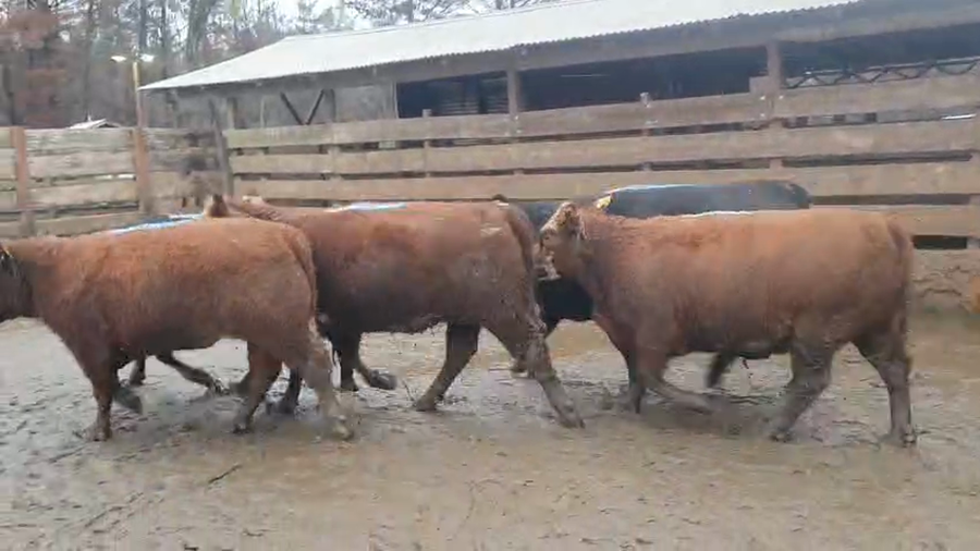 Lote 20 Vaquilla Gorda en Los Ángeles, VIII Región Biobío