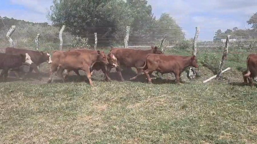 Lote 70 Terneros/as en Corrientes, Curuzu Cuatia