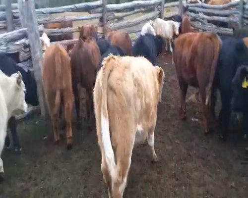 Lote 30 Ternero en XI Región Aysén, Coyhaique