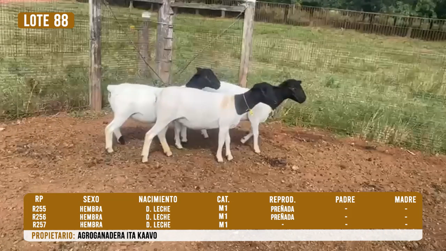 Lote LOTE 88