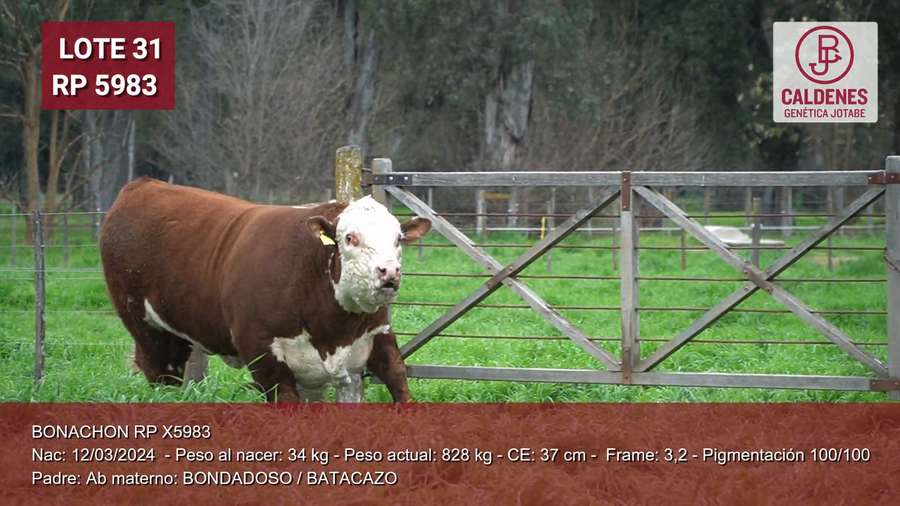 Lote Toro PP