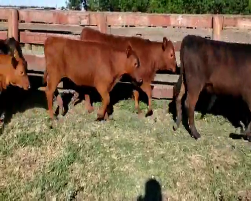 Lote 24 Terneros/as en Villaguay, Entre Ríos