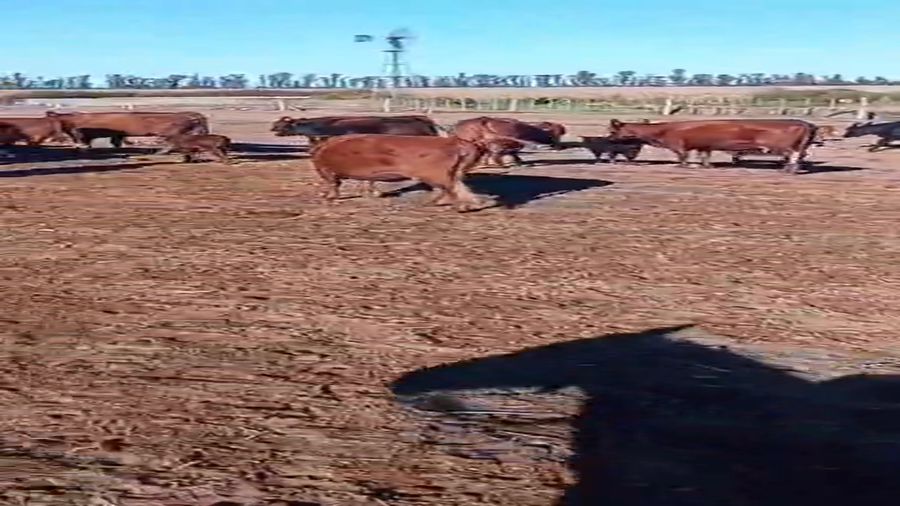 Lote 118 Vaquillonas con Cría