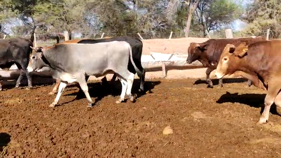 Lote 55 Novillos en Monte Quemado, Santiago del Estero