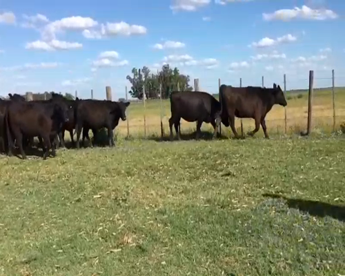 Lote 46 Vaquillonas C/ gtia de preñez en Las Flores, Buenos Aires