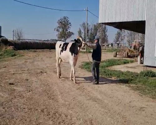 Lote TORO RP1176 BEATRIZ