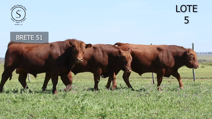 Lote 3 Toros a remate en 5° REMATE ANUAL SANTA INES, Artigas
