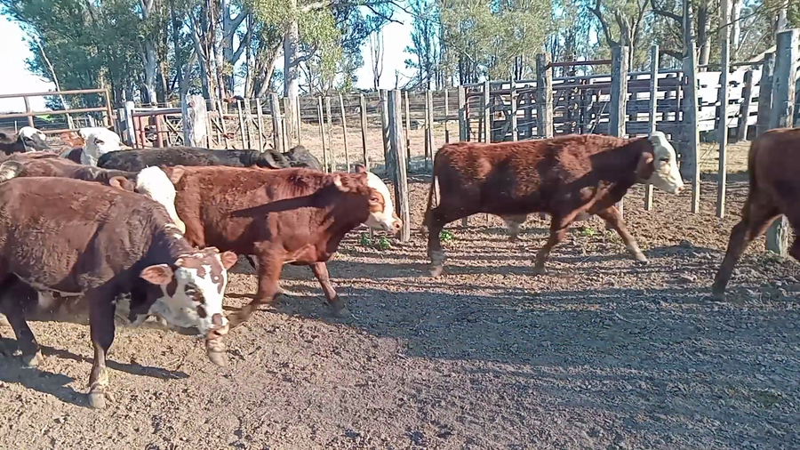 Lote 100 Novillitos Braford en Quebracho Herrado, Córdoba
