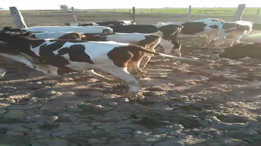 Lote 25 Novillitos Holando Argentino en Col. Bigand, Santa Fe