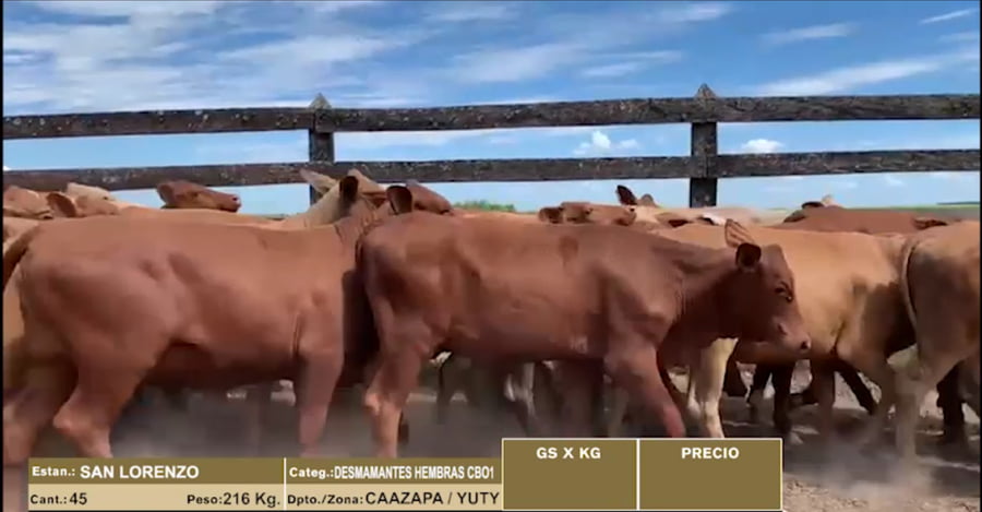 Lote 45 DESMAMANTES HEMBRAS CBO 1