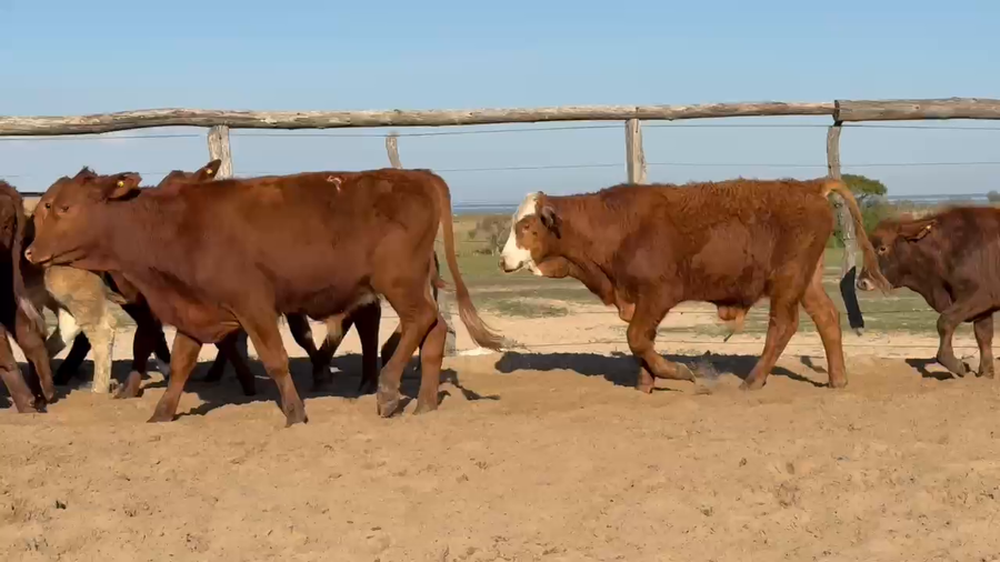 Lote 120 Terneros