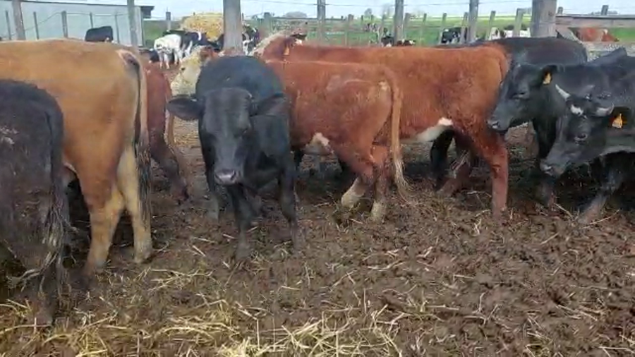 Lote 30 Novillos HEREFORD a remate en PANTALLA CAMY - SAN JOSE  1500 VACUNOS 340kg - , San José