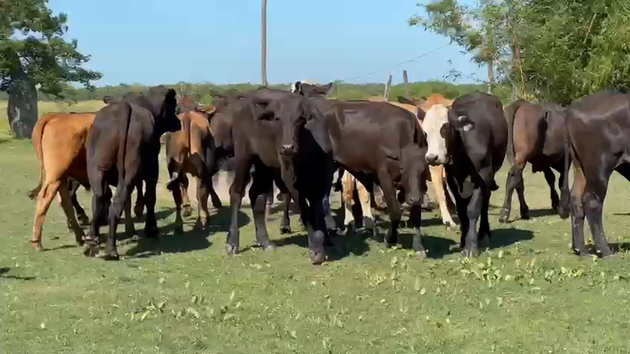 Lote 72 Novillitos en Chaco, Makallé