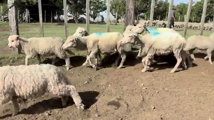 Lote OVEJAS PIEZAS DE CRIA
