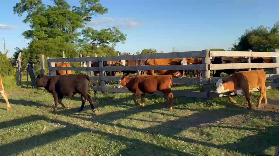 Lote 12 Terneros/as en Corrientes, Curuzu Cuatia
