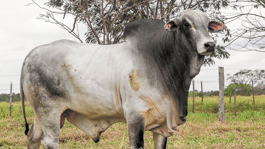 Lote LOTE 18