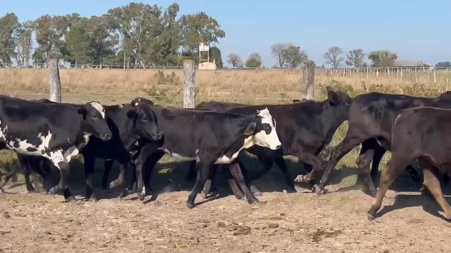 Lote 85 Terneros/as en Corrientes, Mariano I. Loza