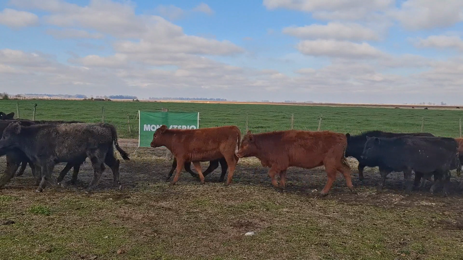 Lote 58 Terneros/as en Buenos Aires, Chivilcoy