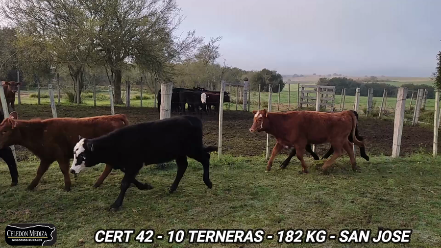 Lote 10 Terneras en San José