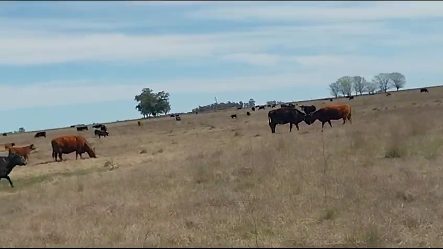 Lote 30 Vacas CUT paridas y vacias en Daireaux, Buenos Aires