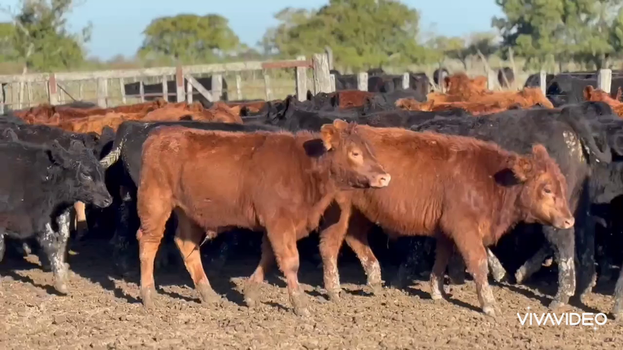 Lote 124 Terneros