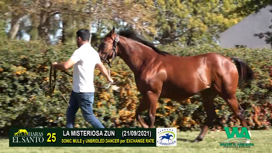 Lote LA MISTERIOSA ZUN